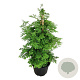 Metasequoia gl. 'Hamlet's Broom' 80-100 cm 30L extra