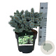 Picea pungens 'Blaukissen' 20-25 cm