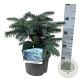 Picea pungens 'Karpaten' 25-30 cm 5,0L