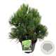 Pinus heldreichii 'Compact Gem' 40-50 cm 15L
