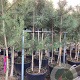 Pinus nigra 200-250 cm cont. 110L meerstammig