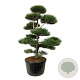 Pinus nigra nigra 200-225 cm cont. 285L bonsai