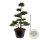 Pinus nigra nigra 225-250 cm cont. 500L bonsai