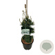 Pinus parv. 'Negishi' 60-80 cm 15L