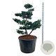 Pinus parv. 'Negishi' 100-125 cm cont. 180L bonsai