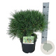 Pinus strobus 'Minima' 30-40 cm 4,5L