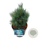 Pinus sylv. 'Watereri' 20-25 cm