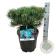 Pinus sylv. 'Watereri' 30-40 cm 15L