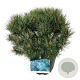 Pinus sylv. 'Watereri' 40-50 cm 15L