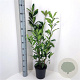 Prunus l. 'Caucasica' 60-80 cm 4,0L