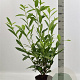 Prunus l. 'Caucasica' 80-100 cm 5,0L