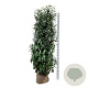 Prunus l. Elly 200-225 cm met kluit extra