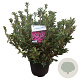 Rhododendron (J) 'Madame van Hecke' 40-50 cm 10L