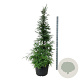 Sequoia s. 'Illa Martin' 200-250 cm cont. 90L extra