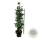 Sequoia s. 'Winter Blue' 200-225 cm cont. 70L extra