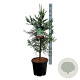 Sequoiadendron g. 'H. Mammoth One' 80-100 cm 15L