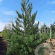Sequoiadendron g. 'H. Mamm. Three' 250-300 cm cont. 230L solitair