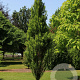 Taxodium dist. Lindsey's Skyward 100-125 cm cont. 55L extra
