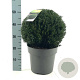 Taxus baccata 35 cm 10L bol