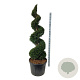 Taxus baccata 175-200 cm cont. 130L spiraal