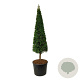 Taxus baccata 200-220 cm draadkluit rose