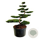 Taxus b. 'Summergold' 175-200 cm cont. 500L bonsai