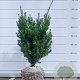 Taxus media 'Hicksii' 50-60 cm met kluit