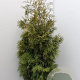 Thuja occ. 'Brabant' 160-180 cm met kluit