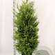 Thuja occ. 'Brabant' 160-180 cm met kluit
