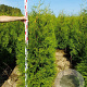 Thuja occ. 'Brabant' 160-180 cm met kluit