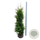 Thuja occ. 'Golden Brabant' 160-180 cm met kluit extra