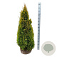 Thuja occ. Golden Smaragd 100-120 cm met kluit extra
