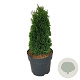 Thuja occ. 'Maks' 25-30 cm