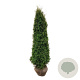 Thuja occ. 'Pyramidalis Compacta' 200-225 cm met kluit extra