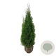 Thuja occ. 'Smaragd' 100-120 cm met kluit