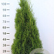 Thuja occ. 'Smaragd' 100-120 cm met kluit