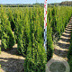 Thuja occ. 'Smaragd' 120-140 cm met kluit