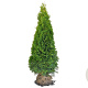 Thuja occ. 'Smaragd' 140-160 cm met kluit