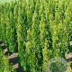 Thuja occ. 'Smaragd' 140-160 cm met kluit