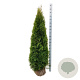 Thuja occ. 'Smaragd' 180-200 cm met kluit