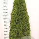 Thuja occ. 'Smaragd' 180-200 cm met kluit extra