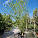 Acer buergerianum 350-400 cm container meerstammig extra