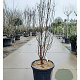 Acer griseum 150-175 cm cont. 55L meerstammig