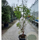 Acer griseum 175-200 cm 50L meerstammig