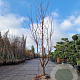 Acer griseum 250-300 cm draadkluit