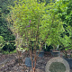 Acer griseum 250-300 cm container meerstammig