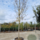 Acer monspessulanum 180 cm stam container 30-35