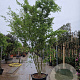 Acer palmatum 300-350 cm container meerstammig