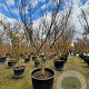 Acer palmatum 300-350 cm container solitair meerstammig