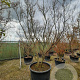 Acer palmatum 300-350 cm container solitair meerstammig